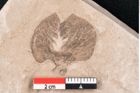 Foto (Detailansicht) von Plantae indet.  (NHMW-GEO-2024-0188-11460)